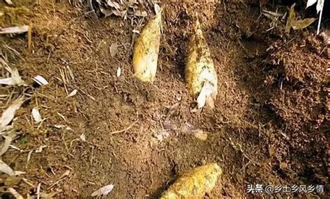 夢見竹筍號碼|夢見挖筍、挖竹筍、拔筍